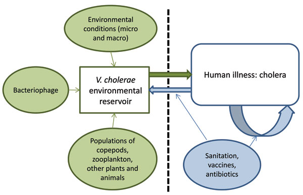 Proposed model for Vibrio cholerae transmission.