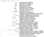 Thumbnail of Topology of the novel amphibian Chlamydiaceae (Candidatus Amphibiichlamydia salamandrae) within the phylogenetic tree obtained by neighbor-joining and based on 16S rRNA gene data from representative species. Numbers show the percentage of times each branch was found in 1,000 bootstrap replicates. The tree has been rooted with Verrucomicrobium spinosum as outgroup. Scale bar indicates nucleotide substitutions per site.
