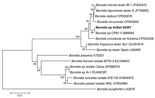 Phylogenetic trees drawn from an alignment of the 736-bp flaB gene specific to Borrelia spp. by using the minimum evolution method. Bootstrap values are indicated at the nodes. Scale bar indicates the degree of divergence represented by a given length of branch. Boldface indicates the position of Borrelia sp. AvBat in the phylogenetic tree.