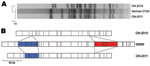 Thumbnail of Comparison of Escherichia coli O104:H4 isolates from Ontario. A) The XbaI pulsed-field gel electrophoresis profile of ON-2010 is distinct from those of ON-2011 and the outbreak strain from Germany. B) Optical mapping (NcoI) patterns reveal genomic similarities and differences between ON-2010, ON-2011, and the O104:H4 strain 55989. Blue, heterogeneity in siderophore biosynthesis region; red, strain-specific insertion of TetR-containing prophage.