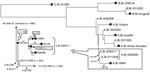 Thumbnail of Phylogenetic location of the heroin Ba4599 genome on the global Bacillus anthracis phylogenetic tree (1). Ba4599 was isolated from a heroin user who died of anthrax at the beginning of the 2009–2010 European anthrax outbreak. Canonical single nucleotide polymorphism (SNP) typing situated Ba4599 within the A.Br.008/011 clade of the Trans-Eurasian group (arrows). Closer examination of the boxed area (inset) revealed that Ba4599 was closely related to 2 isolates from Turkey, A0149 and 