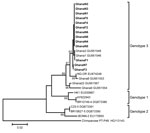 Thumbnail of Phylogenetic analysis of a 483-nt fragment of the parvovirus 4 (PARV4) capsid-encoding open reading frame (ORF) 2 for PARV4 strains identified in children, Ghana. Neighbor-joining phylogeny was conducted in MEGA5.05 (www.megasoftware.net) by using a gap-free ORF2 fragment corresponding to positions 2,432–2,914 in the PARV4 genotype 3 prototype strain NG-OR (GenBank accession no. EU874248) with a nucleotide percentage distance substitution model and 1,000 bootstrap replicates. Scale 