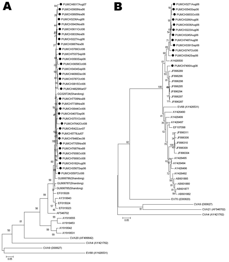 Phylogenetic analysis of human enteroviruses according to partial viral protein 1 (VP1) nucleotide sequences. The tree was generated with 1,000 bootstrap replicates. Neighbor-joining analysis of the targeted VP1 nucleotide sequence was performed by using the Kimura 2-parameter model with MEGA software version 4.0 (www.megasoftware.net). The scale bars indicate evolutionary distance. GenBank accession numbers for reference serotypes are indicated in parentheses. Each detected strain is indicated 