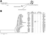 Thumbnail of Neighbor-joining tree of 179 eae-positive Escherichia coli and Escherichia albertii strains analyzed by multilocus sequence analysis. The tree was constructed with the concatenated partial nucleotide sequences of 7 housekeeping genes (see Technical Appendix for protocol details). A) The whole image of the 179 strains examined and 10 reference strains (E. coli/Shigella sp., E. fergusonii, and Salmonella enterica serovar Typhi) is shown. B) Enlarged view of the E. albertii lineage and