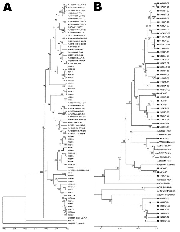Phylogenetic analyses of viral protein 1 sequences of enterovirus 71 and echovirus 13 strains with those of reference strains representing different genogroups and subgenogroups within a serotype, India, 2007–2009. Multiple sequence alignments were performed by using ClustalW program (www.genome.jp/tools/clustalw/) and phylogenetic analysis by MEGA5 program (12) with pairwise comparison and maximum composite likelihood nucleotide substitution model. Phylogenetic trees were constructed by UPGMA (