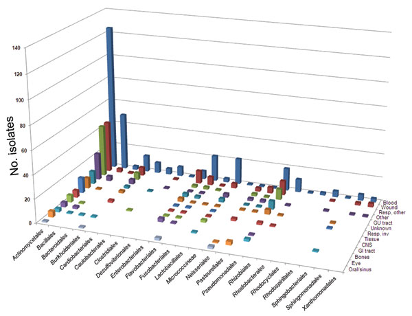 Order-level taxonomic information for 673 bacterial isolates is summarized on the basis of the anatomical source. Numbers represent isolate count.