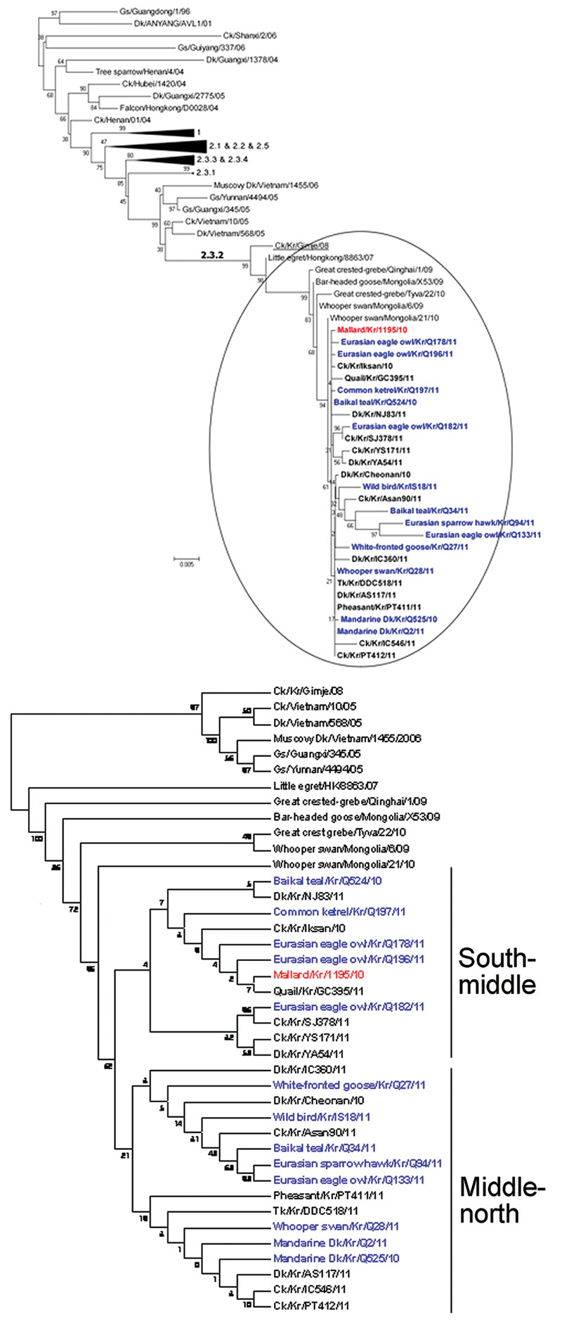 Phylogenetic diagram of hemagglutinin (HA) gene of highly pathogenic avian influenza (H5N1) viruses, including viruses isolated in South Korea during 2010–2011. Blue indicates viruses isolated from wild birds, boldface indicates isolates from poultry, and red indicates reference virus.