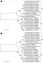 Thumbnail of Phylogenetic analyses of sequences from the complete Nipah virus N ORF (A) and the 729-nt proposed N ORF genotyping window (B). Tree created with maximum parsimony, close-neighbor-interchange algorithm, 1,000 bootstrap replicates (16). Branch lengths are in units of number of changes over the whole sequence. Available GenBank accession numbers are shown for corresponding sequences. Proposed genotype groupings are indicated by brackets (M, B). ORF, open reading frame; MY, Malaysia; K