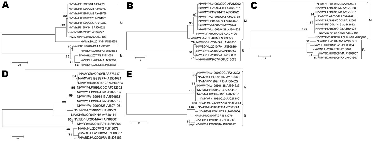 Phylogenetic analyses of sequences from the complete Nipah virus P ORF (A), M ORF (B), F ORF (C), G ORF (D), and L ORF (E). Tree created with maximum parsimony, close-neighbor-interchange algorithm, 1,000 bootstrap replicates (16). Branch lengths are in units of number of changes over the whole sequence. Available GenBank accession numbers are shown for corresponding sequences. Proposed genotype groupings are indicated by brackets (M, B). ORF, open reading frame; MY, Malaysia; KH, Cambodia; BD, 