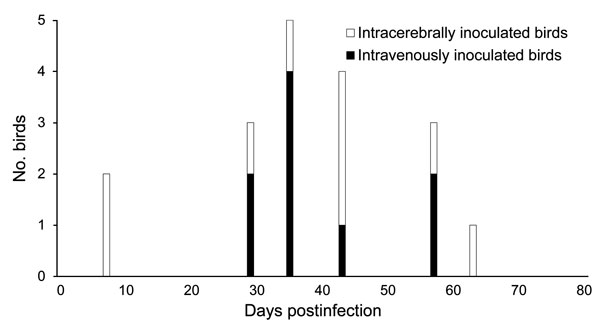 Timing of the first detection of antibodies against avian bornavirus (ABV) in cockatiels that had been intracerebrally or intravenously inoculated with ABV. The time of ABV antibody detection did not differ substantially between the 2 inoculation groups.