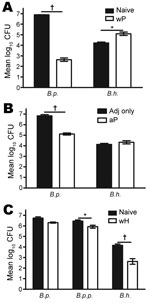 Thumbnail of Results of testing of Bordatella pertussis and B. holmesii vaccines and protection against B. holmesii in mice. A) Mice vaccinated with whole-cell pertussis vaccine (wP) versus naive mice; B) mice vaccinated with aceullar pertussis vaccine (aP) versus adjuvant (adj) only vaccinated; C) mice vaccinated with whole-cell B. holmesii vaccine (wH) versus naive mice. All mice were challenged with B. pertussis (B.p.), B. parapertussis (B.p.p.) or B. holmesii (B.h.), and euthanized on day 3 