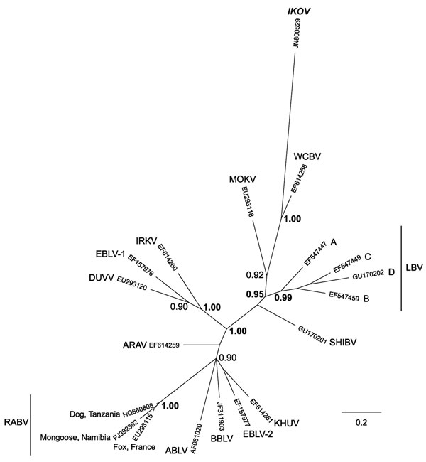 Phylogenetic relationships between all currently identified lyssaviruses compared with Ikoma lyssavirus (IKOV; shown in boldface italics), as determined on the basis of partial nucleoprotein gene sequences (405 bp). Relationships are presented as an unrooted phylogram based on Bayesian Markov chain Monte Carlo (MCMC) analysis. Sequences were aligned by using ClustalX (version 2.0.10; www.clustal.org/clustal2). The MCMC analysis was performed in MrBayes (version 3.1.2; http://mrbayes.sourceforge.