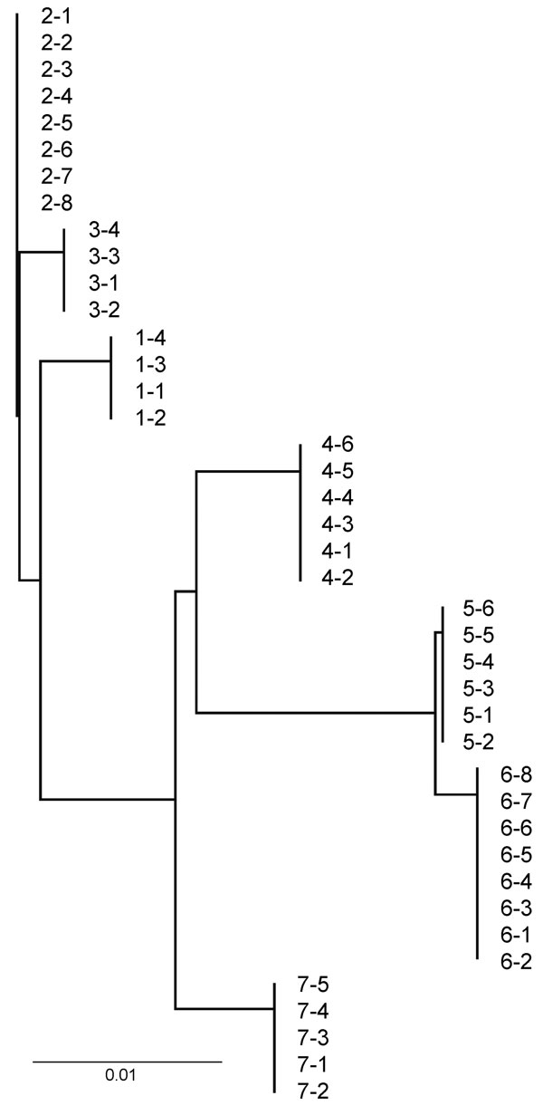 Neighbor-joining tree of ribosomal intergenic spacer region DNA sequences of Mycoplasma ovipneumoniae PCR-amplified from bighorn sheep lung tissues, western United States, 2008–2010. Scale bar indicates nucleotide substitutions per site.
