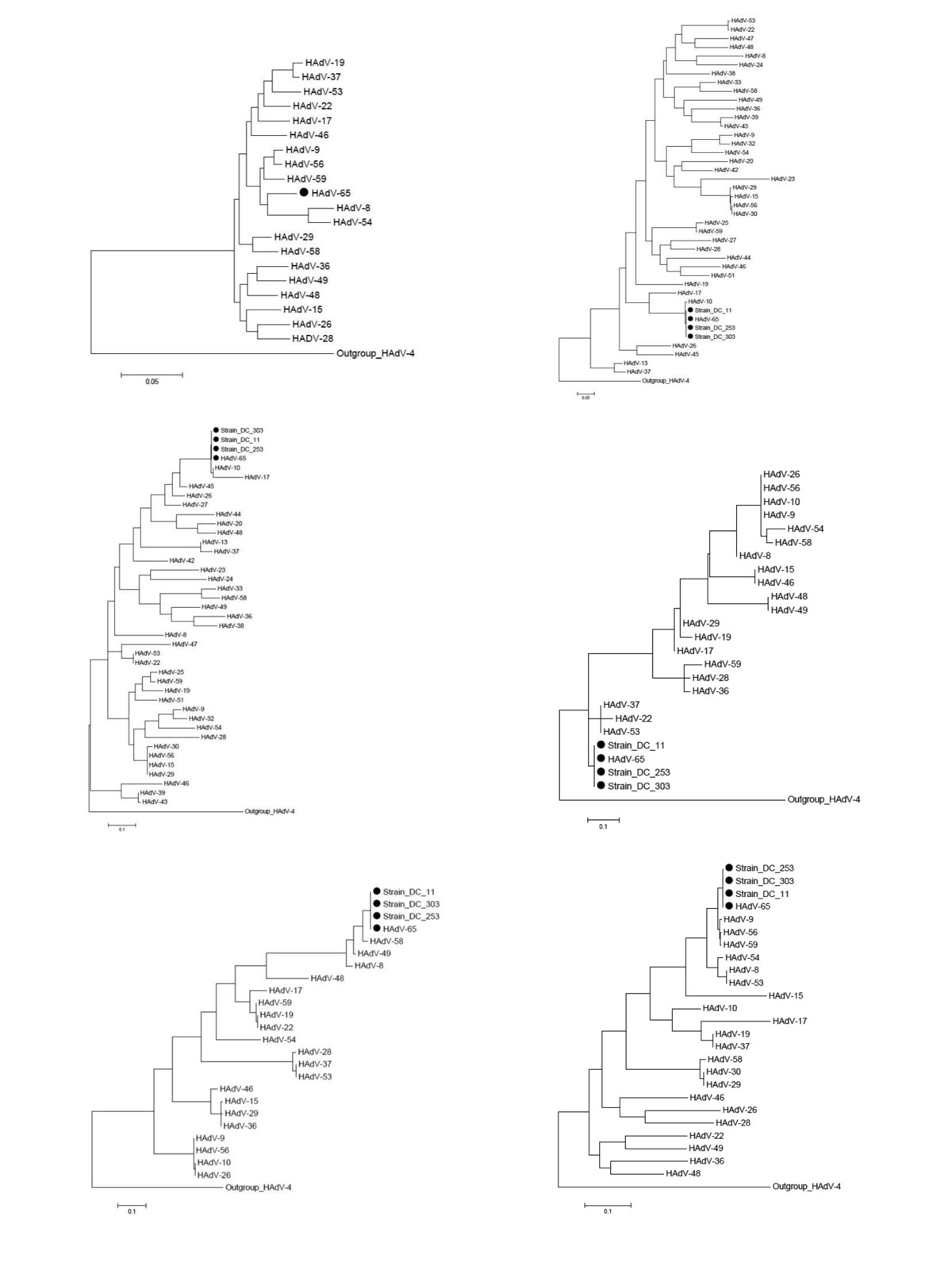 Phylogenetic trees of a novel human adenovirus (HAdV-65), 3 strains (DC 11, DC 253, and DC 303), and other HAdV-D reference strains. Full genome sequences (except for the 3 strains) (A), loop 1 (B) and loop 2 (C) sequences of hexon gene, hypervariable loop 1 of penton base gene (D), Arg-Gly-Asp (RGD) loop of penton base gene (E), and fiber gene (F). Black dots indicate new strains isolated in this study. Scale bars indicate nucleotide substitutions per site. Adenoviruses HAdV-8 (DQ149614, AB4487