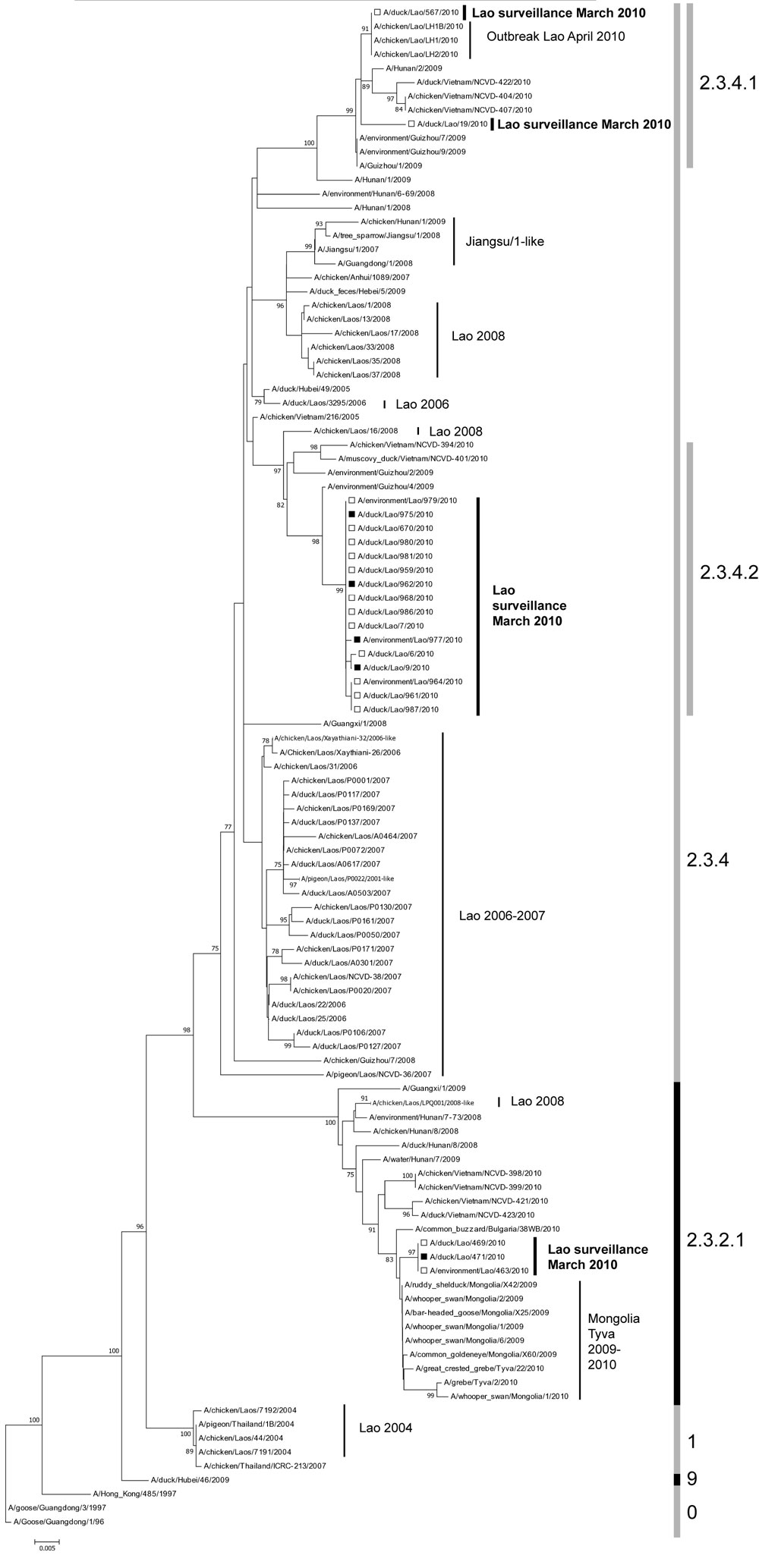 Phylogenetic relationships of hemagglutinin 5 (H5) gene segments of avian influenza viruses (H5N1), Laos, 2009–2010. The tree was rooted in A/goose/Guangdong/1/1996 (nt 91–919, H5 numbering). Surveillance sequences are indicated in boldface and marked with black (isolates) or open (direct sequences) squares. Bootstrap values &gt;75 are shown. Clade numbers are shown on the right. Scale bar indicates nucleotide substitutions per site. A/chicken/Laos/Xayathiani-32/2006-like, A/pigeon/Laos/P0022/20