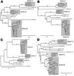Thumbnail of Phylogenetic trees of the genes coding for A) DNA polymerase, B) E4 34K, C) E1a, and D) hexons of macaque adenoviruses identified in study of prevalence of adenoviruses in fecal samples from rhesus macaques, United States. Members of the human adenovirus (HAdV) species HAdV-A (HAdV-12), HAdV-G, and HAdV-F that are thought to have the closest phylogenetic proximity to macaque adenoviruses are included for comparison. Branch support values are indicated. Simian adenoviruses (SAdV) SAd