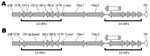 Thumbnail of Open reading frames (ORFs) in the right ends of the genomes of 2 macaque adenovirus isolates identified in study of prevalence of adenoviruses in fecal samples from rhesus macaques, United States. A) Isolate A1312 right end (9,606 bp); B) isolate A1139 right end (9,591 bp). ORFs for the E3 proteins CR1-α and CR1-β are present in A1312 but have been combined into a single ORF in A1139. The 2 fiber genes, in which a long fiber protein (fiber 1) is followed by a shorter fiber protein (