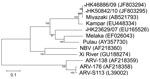 Thumbnail of Phylogenetic tree of orthoreoviruses based on partial sequence alignment of the cell attachment protein (S1 gene segment). GenBank accession number for each sequence is in parentheses after the virus name. Numbers at nodes indicate bootstrap values based on 1,000 replicates. Dots indicate viruses isolated from 3 travelers who had returned from Indonesia to Hong Kong during 2007–2010. Scale bar indicates nucleotide substitutions per site. ARV, avian reovirus; NBV, Nelson Bay virus.