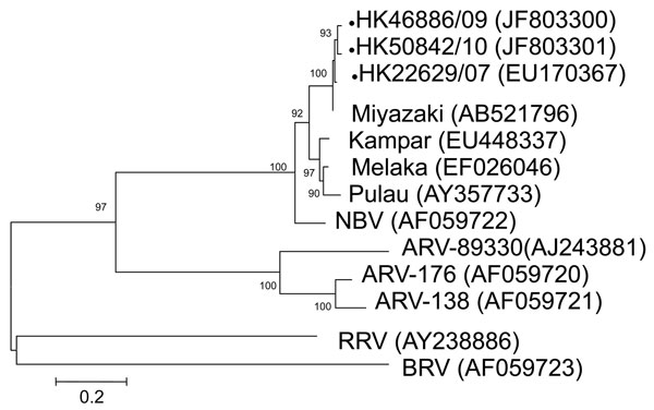 Phylogenetic tree of orthoreoviruses based on partial sequence alignment of the major outer capsid protein (S4 gene segment). GenBank accession number for each sequence is in parentheses after the virus name. Numbers at nodes indicate bootstrap values based on 1,000 replicates. Dots indicate viruses isolated from 3 travelers who had returned from Indonesia to Hong Kong during 2007–2010. Scale bar indicates nucleotide substitutions per site. ARV, avian reovirus; BRV, baboon reovirus; NBV, Nelson 