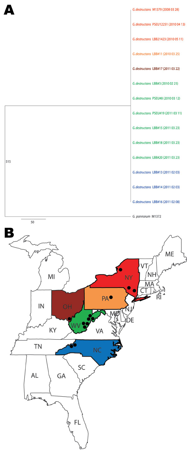 A) Consensus maximum-parsimony tree of 8 concatenated gene fragments of Geomyces destructans. Data were derived from 13 G. destructans test isolates. G. destructans M1379 and G. pannorum M1378 were used as controls in this study; they were described in an earlier report (3). The number 515 on the branch indicates the total number of variable nucleotide positions (of 4,722 nt) separating G. pannorum M1372 from the clonal genotype of G. destructans. Isolation dates are shown in parentheses (YYYY M