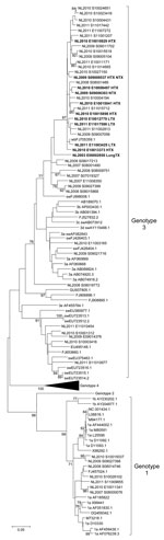 Thumbnail of Phylogenetic tree of hepatitis E virus (HEV) open reading frame (ORF) 1 sequences, including HEV infections, the Netherlands, 2000–2011. Phylogenetic relation of a 306-bp ORF1 region was calculated by using maximum-likelihood, Kimura 2-parameter analysis with bootstrapping (n = 1,000). HEV sequences originating in the Netherlands are indicated as NL with year of isolation and isolate number (GenBank accession nos. JQ015399–JQ015448). Boldface indicates virus strains of chronic HEV-i