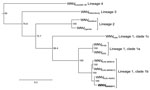 Thumbnail of Maximum-likelihood tree based on nucleotide sequences of the complete open reading frame of genomes of West Nile virus (WNV) NSW2011 (boldface) and representative strains of WNV from the different lineages and clades. All published complete Kunjin (KUN) virus sequences are included. Bootstrap values are shown on the nodes and are expressed as a percentage of 1,000 replicates. Sequences downloaded from GenBank were WNVRussia88–90, AY277251; WNVRabensburg, AY765264; WNVSarafend, AY688