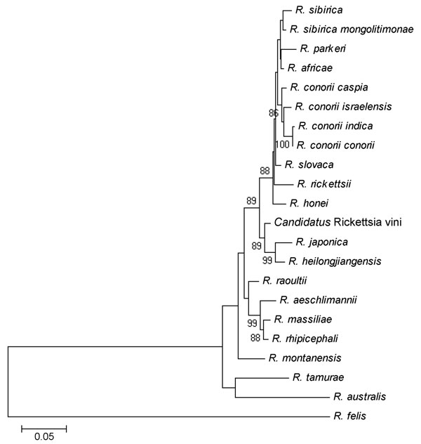 The phylogenetic position of Candidatus Rickettsia vini based on the ompA nucleotide sequences in a study of the role of birds in dispersal of etiologic agents of tick-borne zoonoses, Spain, 2009. The evolutionary history was inferred by using the neighbor-joining method. The optimal tree with the sum of branch length = 1.09961140 is shown. The percentage of replicate trees in which the associated taxa clustered in the bootstrap test (1,000 replicates) is shown next to the branches. The tree is 