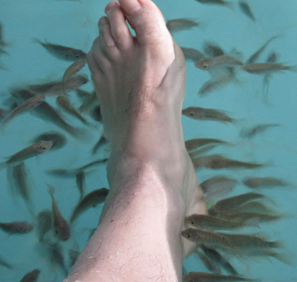 Doctor fish surrounding foot during ichthyotherapy.