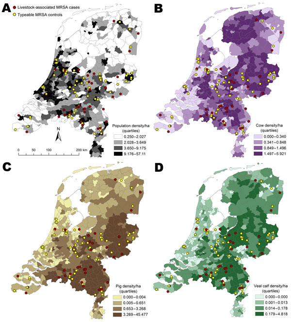 A) Case-patients with livestock-associated methicillin-resistant Staphylococcus aureus (LA-MRSA) and controls with typeable MRSA, according to population density, the Netherlands, 2003–2005. B) Density of cattle per municipality. C) Density of pigs per municipality. D) Density of veal calves by municipality.