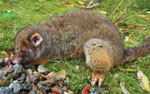 Thumbnail of Ringtail possum (Pseudocheirus peregrinus) as photographed by its bite victim, Tasmania, Australia, 2011.