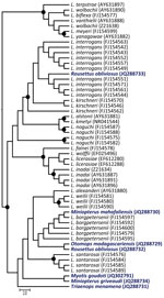 Thumbnail of Maximum-likelihood phylogenetic tree of Leptospira spp.16s rDNA in bats from Madagascar and the Union of the Comoros. The dendrogram was constructed with a fragment of 641 bp, with the TIMef+I+G substitution model, and with 1,000 replications. Only bootstrap supports &gt;70% are shown (circles). The precise geographic information of the sampled bats can be accessed through the GenBank accession numbers indicated in parentheses at branch tips. Host bat species for the sequences gener