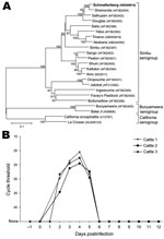 Thumbnail of A) Phylogenetic relationship between Schmallenberg virus and orthobunyaviruses of the Simbu, Bunyamwera, and California serogroups. International Nucleotide Sequence Database Collaboration accession numbers of the sequences in the analysis are indicated in the tree. The neighbor-joining tree is based on the nucleocapsid gene of the small segment (702 nt). Numbers at nodes represent the percentage of 1,000 bootstrap replicates (values &lt;50 are not shown). Scale bar indicates the es