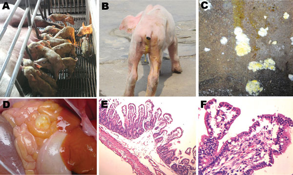 Clinical features of pigs infected with porcine epidemic diarrhea virus from pig farms in the People’s Republic of China, 2011. A) Litter of pigs infected with this virus, showing watery diarrhea and emaciated bodies. B) A representative emaciated piglet with yellow, water-like feces. C) Yellow and white vomitus from a representative sucking piglet. D) Thin-walled intestinal structure with light yellow water-like content. E) Congestion in the small intestinal wall and intestinal villi; desquamat