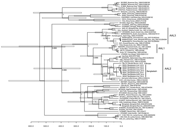 Bayesian maximum credibility tree showing genealogy of rabies virus obtained by analyzing nucleotide sequences of full nucleoprotein (N) gene sequences (1,350 nt), Bangladesh, 2010. Nodes indicate the mean age at which they are separated from the most recent common ancestor, and white horizontal bars at nodes indicate 95% highest posterior density values of the most recent common ancestor. Numbers at the main nodes indicate posterior values. Scale bar indicates time scale in years starting from 