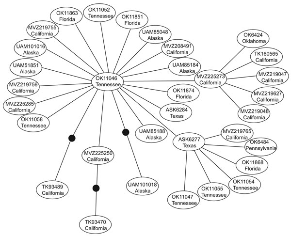 Genetic network showing the relationship among all hepatitis E virus genotype 3 sequences obtained in this study from isolates from wild rats collected in the United States. Each line represents a single mutational event and closed circles represent extinct or unsampled sequences. Each oval represents a single isolate, and the label corresponds to the tissue number shown in the Technical Appendix and the general sampling locality.