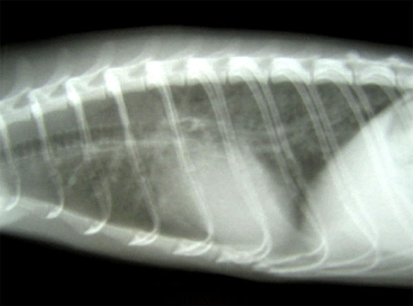 Lateral radiographic view of the thorax from a 2-year-old ferret with cough and labored breathing, showing a bronchointerstitial pattern with peribronchial cuffing.