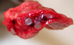 Thumbnail of Lungs from a 2-year-old ferret that died of acute dyspnea, showing multifocal, tan to gray semifirm nodules centered on airways and severely narrowed lumina of affected airways.