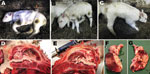 Thumbnail of A 7-day old, female, Schmallenberg virus–positive calf showing severe central nervous system dysfunctions (A–C) and lesions (D–E). A) Spontaneously lying down; B–C) standing with assistance; D–G) hydranencephaly, either with the encephalon in place (D–E) or extracted (F–G). The cerebral hemispheres were replaced by 2 thin-walled, fluid-filled cysts (diamonds) with some floating islets and peninsulae corresponding to preserved cortex (stars). The cerebrum was variably preserved, the 