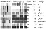 Thumbnail of IS6110 restriction fragment length polymorphism (RFLP) patterns and spoligotypes of 7 major cluster strains, including 2 main variants of M strain, and reference strain Mt 14323. SIT, Shared International Type in SITVIT database (www.pasteur-guadeloupe.fr:8081/SITVIT).