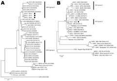 Thumbnail of Phylogenetic analysis of vaccinia virus (VACV) isolates. A) Phylogenetic tree based on the nucleotide sequence of the orthopoxvirus hemagglutinin gene. VACV Serro bovine (SB1V), VACV Serro human 1 and 2 (SH1V and SH2V) grouped with VACV group 2 isolates, far from other VACV group 1 members. These isolates grouped far from (outliers) Serro-2 virus, a VACV isolated in the same geographic region. B) Phylogenetic tree based on the nucleotide sequence of the orthopoxvirus ati gene. The h
