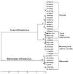 Thumbnail of Phylogenetic relationship between DRV-TH11 isolate and orthoreovirus of the avian orthoreovirus (ARV) and mammalian orthoreovirus (MRV). ARV includes chicken reovirus, Muscovy duck reovirus, and Pekin duck reovirus. GenBank accession numbers of the sequences in the analysis are indicated in the tree. The neighbor-joining tree is based on the complete sequence of s2 gene (1,251 nt). Numbers at nodes represent the percentage of 1,000 bootstrap replicates (values &lt;50 are not shown).