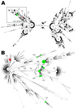 Thumbnail of Minimum spanning tree based on multilocus sequence typing data from 4,197 Staphylococcus aureus strains (A) and an enlarged view of 1 phylogenetic group (B). Each circle represents a distinct sequence type (ST), and circle size is proportional to ST frequency. Green indicates mecALGA251-positive S. aureus strains of companion animal origin reported in this study and sequence data from published multilocus sequence typing results (3–5); red indicates ST599 methicillin-resistant S. au