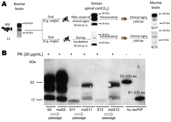 A) Summary of studies of BSE transmission to macaques and subsequent passage of lumbar spinal cord tissues (L2–L3) from a symptomatic and a preclinical macaque to BoTg110 mice. Inoculation of typical type 2B and atypical material from macaques to transgenic mice caused disease in 9 (53%) of 17 mice and in 8 (53%) of 15 mice, respectively, with no significant differences in incubation periods. B). Western immunoblots of PK-treated lumbar spinal cord samples from BSE-infected macaques (S4, S11, S1