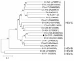 Thumbnail of Phylogenetic relationships of human enterovirus C (HEV-C) and the new strain EV-C117 (dot), as determined on the basis of the complete capsid protein coding region sequences. The phylogeny of the nucleotide sequences was reconstructed by using maximum likelihood methods with the Tamura 3-parameter model as the evolutionary model rates among sites were heterogeneous, and gamma distribution was used for the relative rate (7). Branch support was assessed by means of bootstrap analyses 