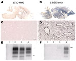 Thumbnail of Susceptibility of Syrian golden hamsters to MM2-cortical subtype sporadic Creutzfeldt-Jakob disease (sCJD) and L-type bovine spongiform encephalopathy (L-BSE) prions. Disease-associated prion protein (PrPd) was analyzed in brains of hamsters injected with human MM2-cortical sCJD and L-BSE from a mouse lemur by paraffin-embedded tissue blot (A, B), immunohistochemistry (C, D), or Western blot (E, F). Monoclonal antibodies against prion protein were SAF84 (A–D), SHa31 (E), and 12B2 (F