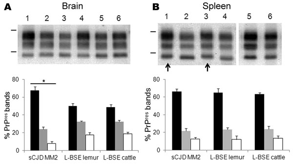 Western blot molecular typing of protease-resistant prion protein (PrPres) in brain and spleen tissues of ovine prion protein–transgenic (TgOvPrP4) mice at second passage. PrPres from mice infected with MM2-cortical subtype sporadic Creutzfeldt-Jakob disease (sCJD), L-BSE from lemur, and L-type bovine spongiform encephalopathy (L-BSE) from cattle (02-2528) were compared in brain (B) and spleen (C) tissues (monoclonal antibody SHa31). Bars to the left of Western blots indicate the 29.0- and 20.1-