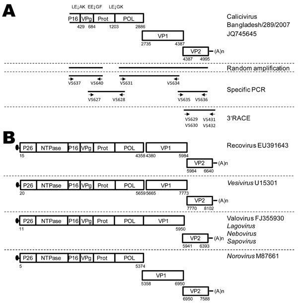 Schematic outline of the strategies used for PCR amplification of calicivirus Bangladesh/289/2007. A) Schematic representation of the calicivirus Bangladesh/289/2007 genome. Boxes represent the open reading frames encoding the calicivirus proteins. Indicated are the poly(A)-tail (An); putative cleavage sites indicated by XX↓XX. The 5′ end of the genome was not obtained. The bottom of the panel shows a schematic outline of the reverse transcription PCRs employed to amplify calicivirus Bangladesh/