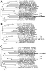 Thumbnail of Neighbor-joining phylogenetic trees of the amino acid sequences of the partial polyprotein sequence (A), viral protein (VP) 1 (B), and VP2 (C) capsid proteins of selected representative caliciviruses and the newly identified Recovirus Bangladesh/289/2007 (indicated in boldface). Phylograms were generated by using MEGA5 (www.megasoftware.net) with p-distance and 1,000 bootstrap replicates. Significant bootstrap values and GenBank accession numbers are shown. Scale bars indicate amino