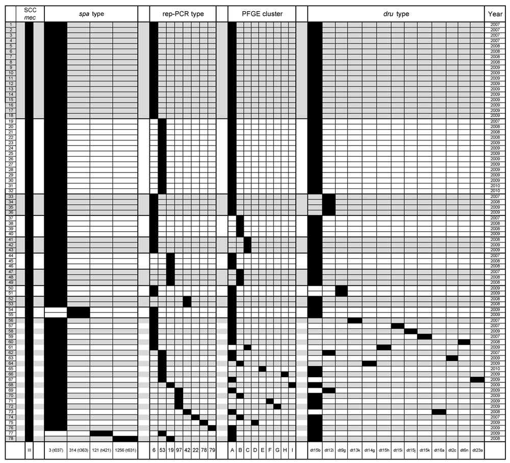 Molecular characteristics of 78 methicillin-resistant Staphylococcus aureus sequence type 239-III isolates, Ohio, USA, 2007–2009. SCCmec, staphylococcal cassette chromosome mec; spa, staphylococcal protein A; rep-PCR, repetitive element PCR; PFGE, pulsed-field gel electrophoresis; dru, direct repeat unit; dt, dru type. The 33 unique genotypic combinations are contrasted by black and gray shading.