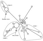 Thumbnail of Single-nucleotide polymorphism (SNP) haplotype map showing position of methicillin-resistant Staphylococcus aureus sequence type 239-III (MRSA ST239-III) isolates, Ohio, USA, 2007–2009, within the global population structure of the MRSA ST239-III clonal group. Circles indicate distinct haplotypes, as defined by using a panel of 43 SNPs (9). Sizes of circles indicate relative frequency of different haplotypes. Arrows indicate haplotype 5 (H5), which includes the Brazilian clone, and 